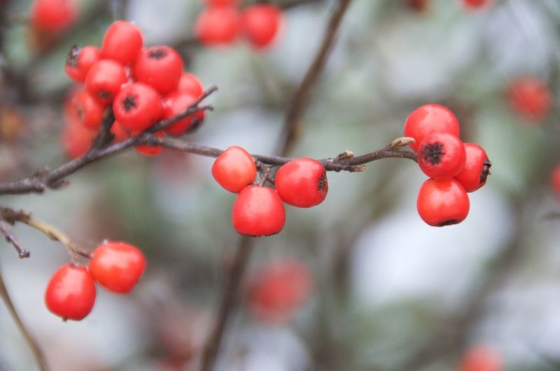 Close-up of red berries growing on tree