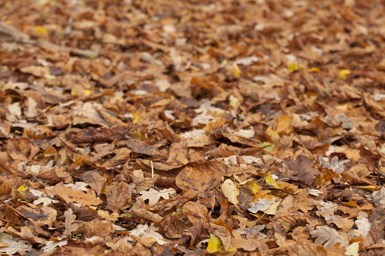 Close-up of dry leaves on ground