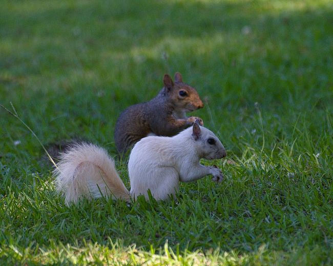 White squirrels in field