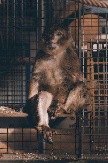 Portrait of monkey sitting in cage at zoo