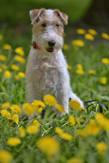 Close-up of dog looking away on field