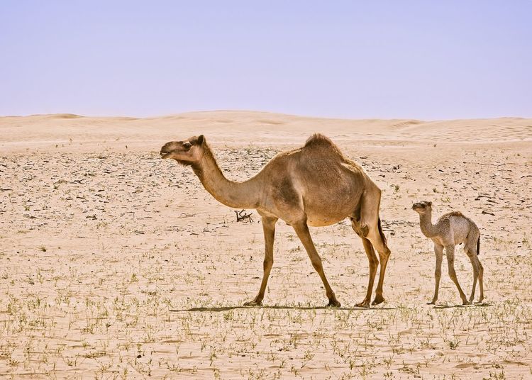 Giraffe standing in desert