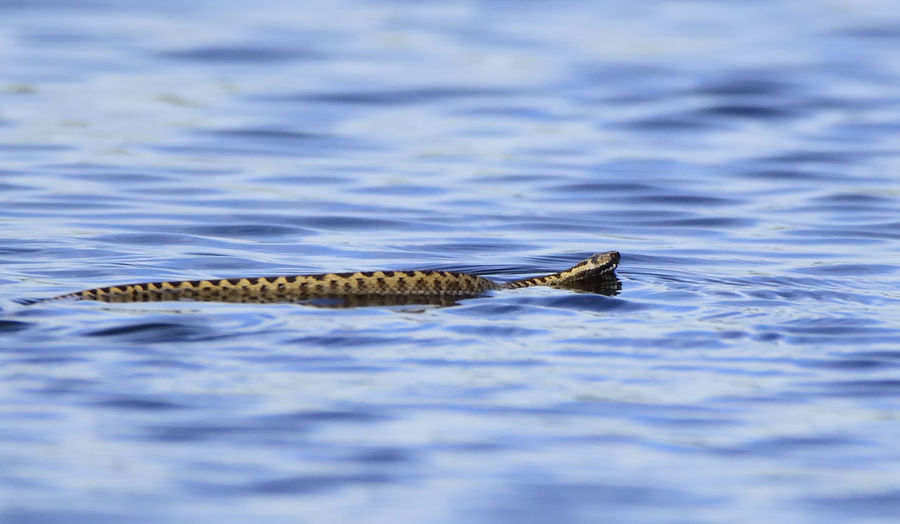 Close-up of turtle swimming in river