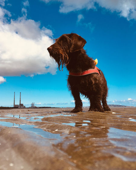 Dog looking at beach