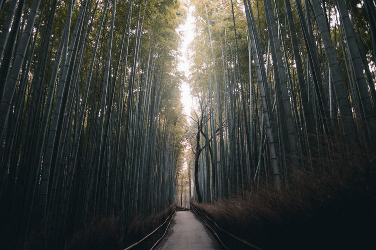 Empty road in bamboo forest