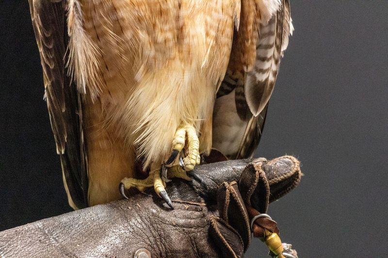Close-up of red tailed hawk