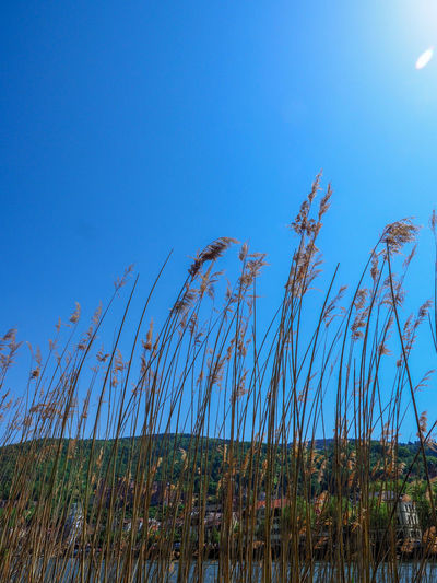 Low angle view of tall grass on field against clear blue sky
