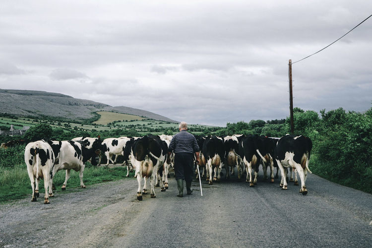 View of cows walking on road against sky