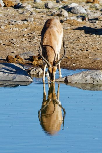 Impala amtelope drinking water with reflection