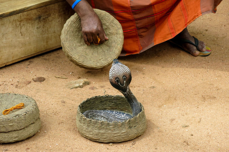 Low section of snake charmer with cobra on field