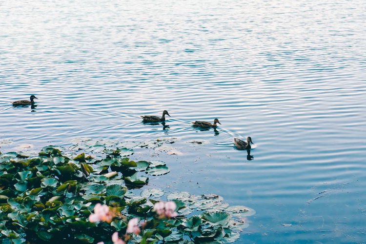 High angle view of ducks swimming in lake