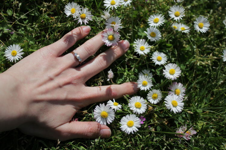 Cropped hand of woman touching daisies