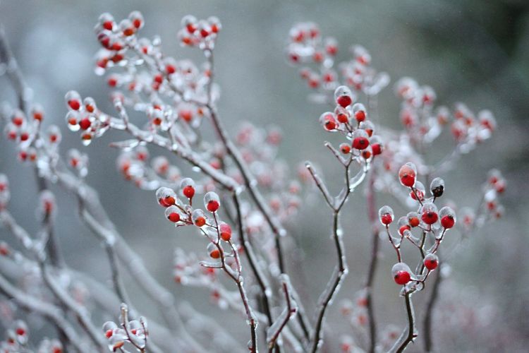 Close-up of red berry  plant during winter