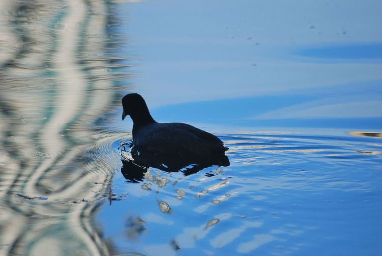 Black swan swimming in lake