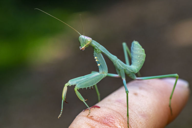 Close-up of praying mantis on hand