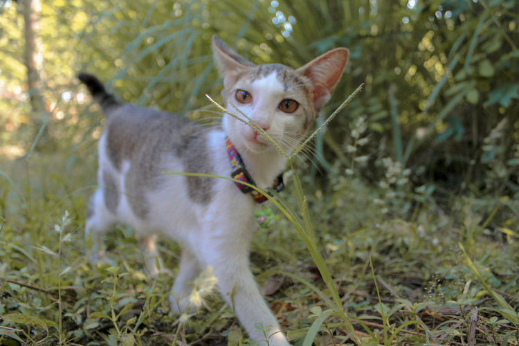 Portrait of kitten in a field