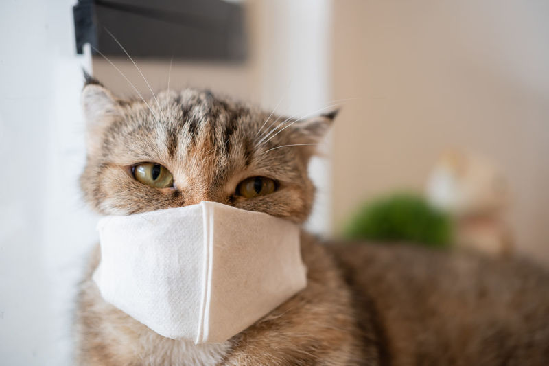 Portrait photo of cute domestic cat wearing face mask during coronavirus outbreak pandemic crisis.