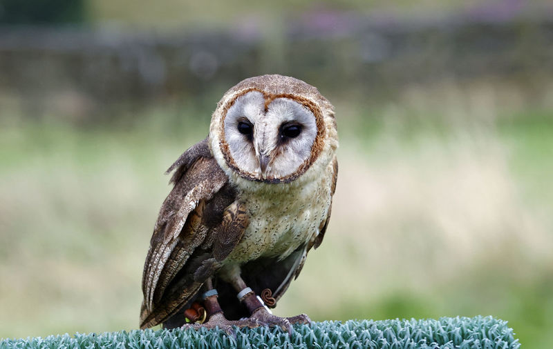 Ashy faced owl at a bird of prey centre