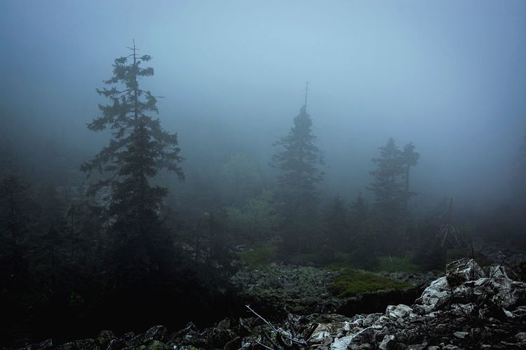 Scenic view of trees in fog