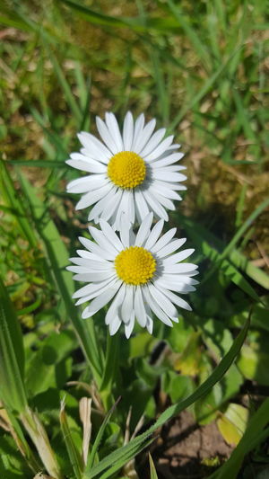 Close-up of white daisy blooming in field
