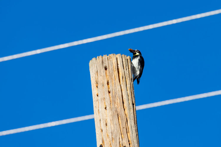 Low angle view of woodpecker perching on wooden post against blue sky