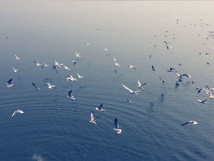 High angle view of swans swimming in sea