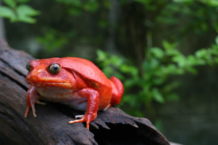 Beautiful adult female tomato frog in natural background with selective focus