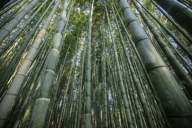 LOW ANGLE VIEW OF BAMBOO PLANTS