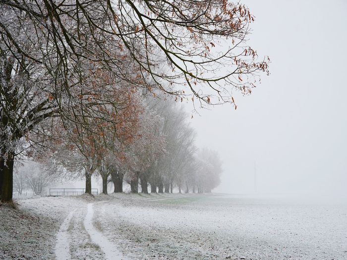 Trees on field during foggy winter