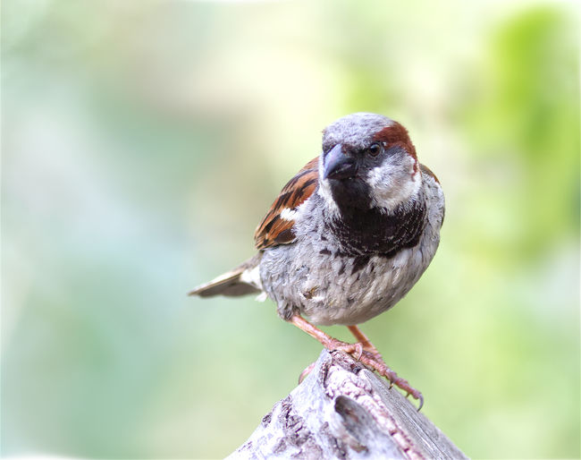 Close-up of bird perching on wood