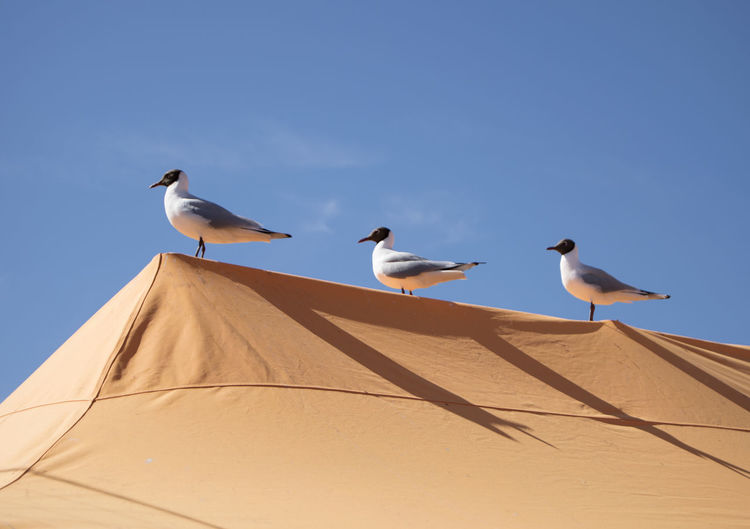Low angle view of black headed gulls perching on roof against sky