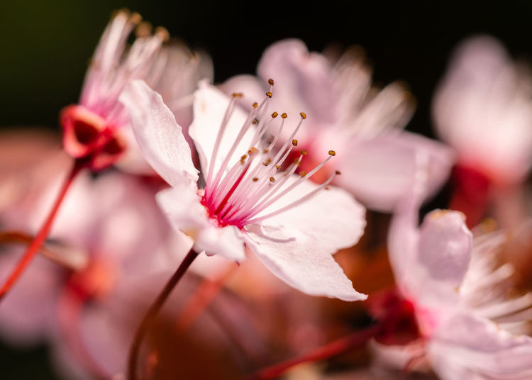 Close-up of pink cherry blossom