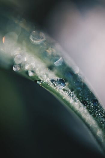 Close-up of raindrops on grass blade