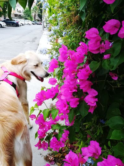 White dog with pink flowers
