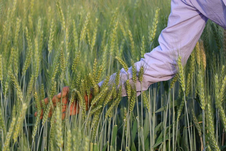 Farmer moving ears of wheat on plant by hand in agriculture farm, wheat ear in nature 