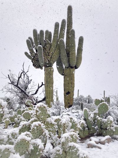 Snow on saguaros