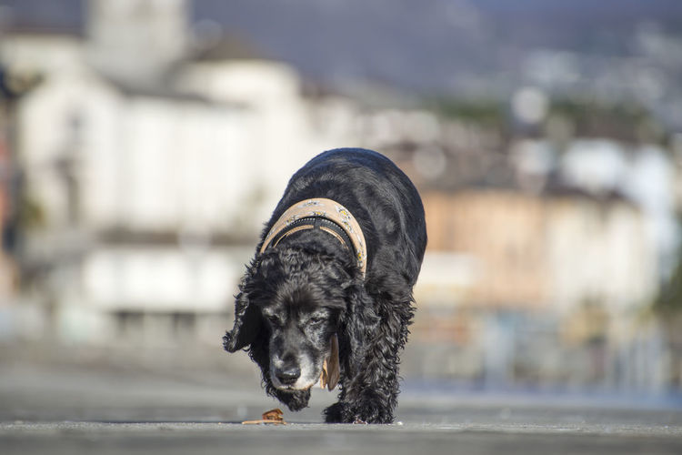 Close-up of cocker spaniel on road