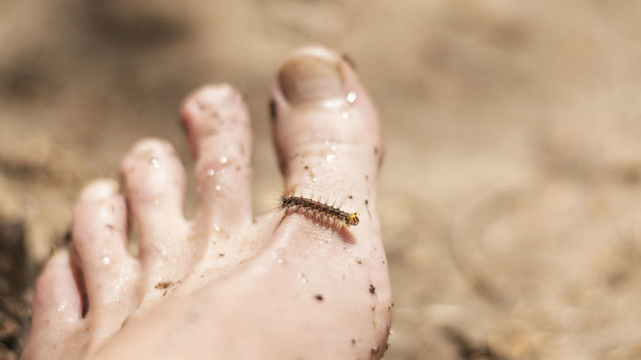 Focus on the caterpillar. insect climbs after human leg. 