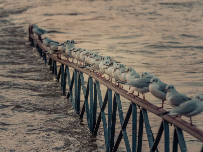 Seagulls perching on groyne in sea during sunset