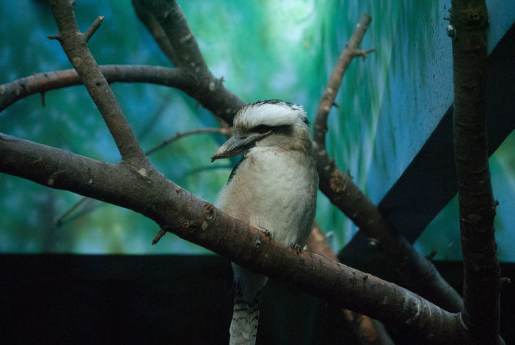 Close-up of kookaburra perching on bare tree