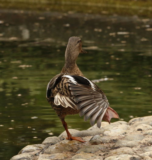 Close-up of duck on rock by lake