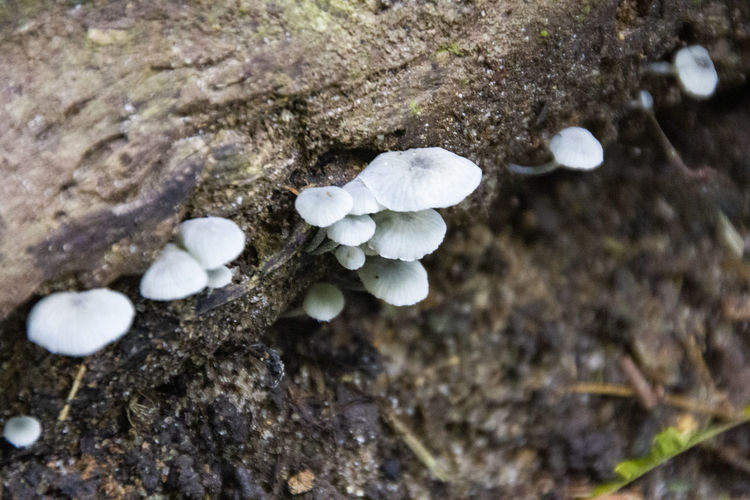 High angle view of mushrooms growing on rock