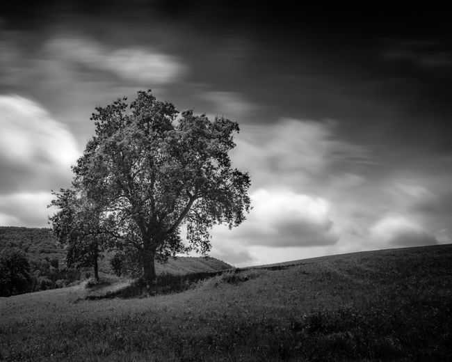 Tree on field against sky