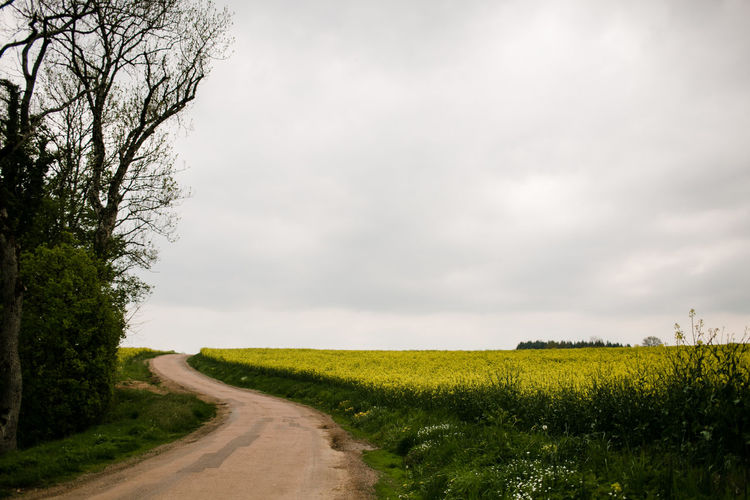 Country road alongside a wild flower field in france