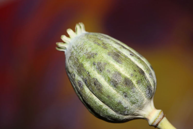 Opium fruit papaver somniferum family papavaraceae close up botanical background high quality big