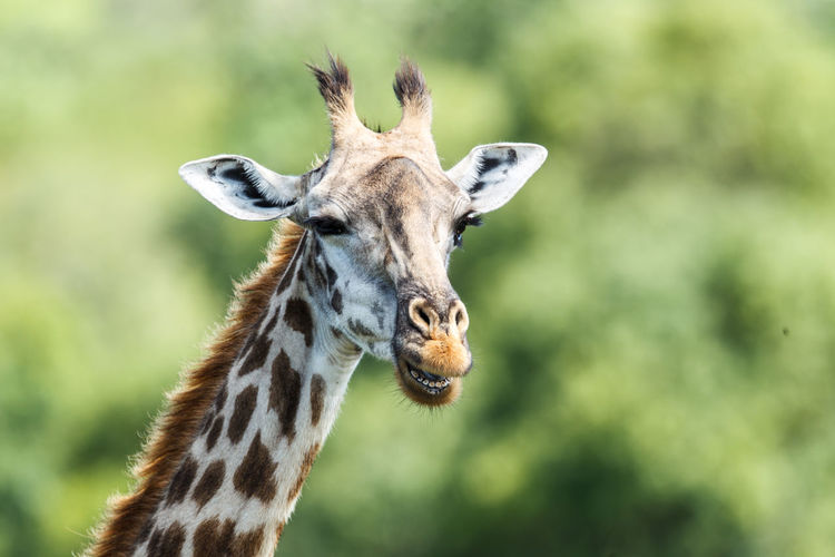 A masai giraffe