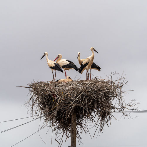 White storks nesting on electric pylons, algarve, portugal