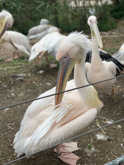 Pelicans at zoo