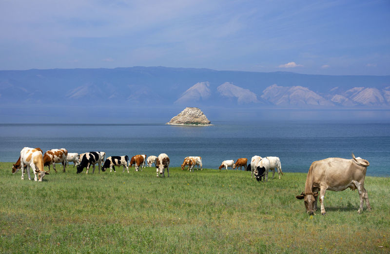 Cows grazing on field against sea