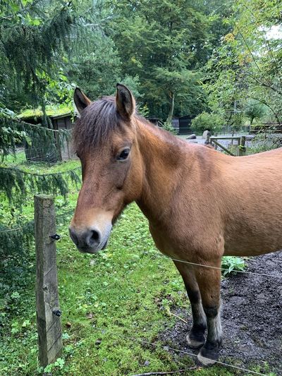 Horse standing in a field